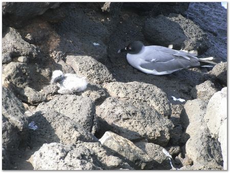 Galapagos Islands, Ecuador, Charles Darwin, Evolution