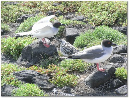 Galapagos Islands, Ecuador, Charles Darwin, Evolution