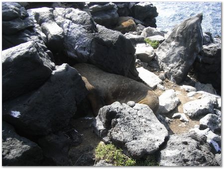 Galapagos Islands, Ecuador, Charles Darwin, Evolution