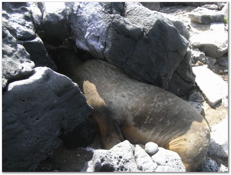 Galapagos Islands, Ecuador, Charles Darwin, Evolution