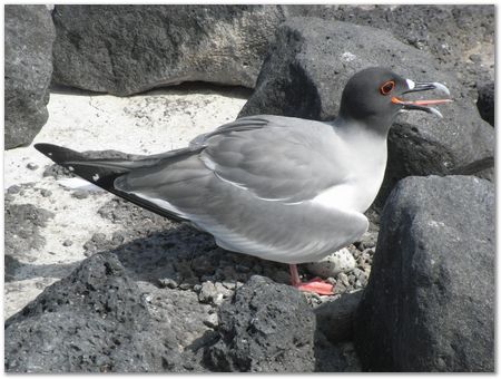 Galapagos Islands, Ecuador, Charles Darwin, Evolution