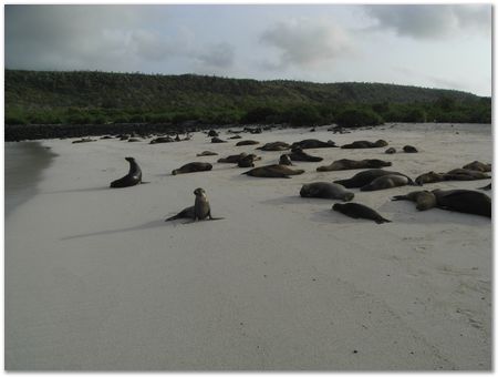 Galapagos Islands, Ecuador, Charles Darwin, Evolution