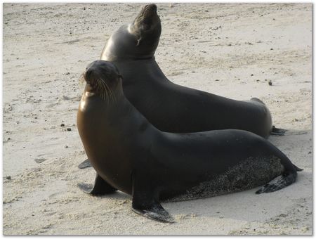 Galapagos Islands, Ecuador, Charles Darwin, Evolution