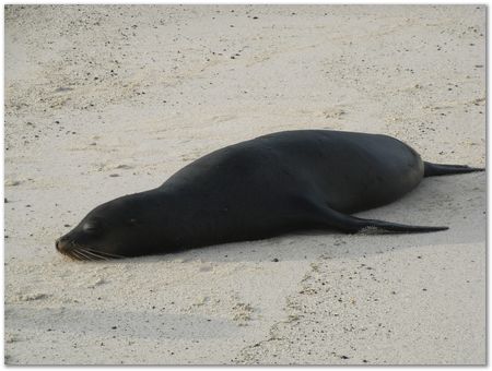 Galapagos Islands, Ecuador, Charles Darwin, Evolution