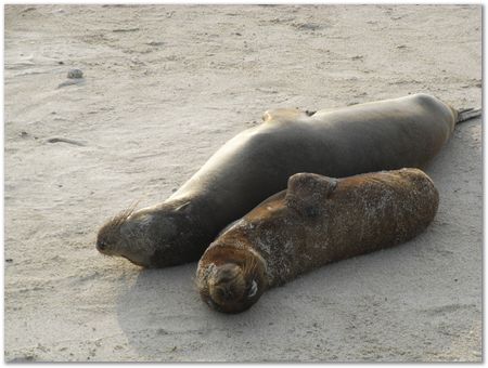 Galapagos Islands, Ecuador, Charles Darwin, Evolution