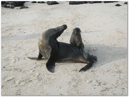 Galapagos Islands, Ecuador, Charles Darwin, Evolution