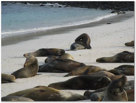 Galapagos Islands, Ecuador, Charles Darwin, Evolution