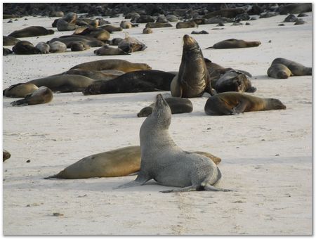 Galapagos Islands, Ecuador, Charles Darwin, Evolution