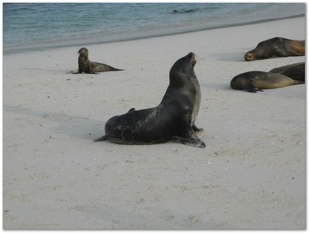 Galapagos Islands, Ecuador, Charles Darwin, Evolution