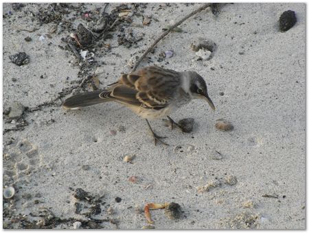 Galapagos Islands, Ecuador, Charles Darwin, Evolution