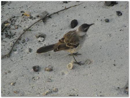 Galapagos Islands, Ecuador, Charles Darwin, Evolution