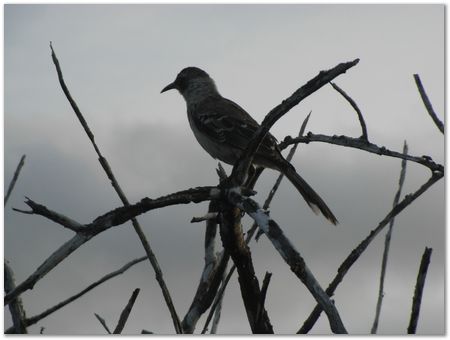 Galapagos Islands, Ecuador, Charles Darwin, Evolution