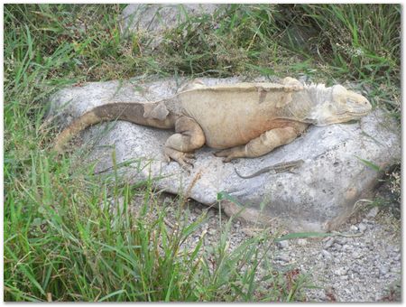 Galapagos Islands, Ecuador, Charles Darwin, Evolution