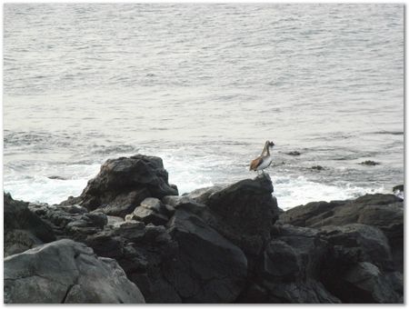 Galapagos Islands, Ecuador, Charles Darwin, Evolution