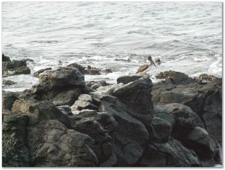 Galapagos Islands, Ecuador, Charles Darwin, Evolution