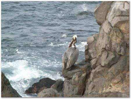 Galapagos Islands, Ecuador, Charles Darwin, Evolution