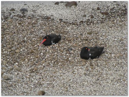 Galapagos Islands, Ecuador, Charles Darwin, Evolution