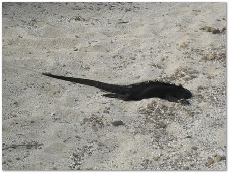 Galapagos Islands, Ecuador, Charles Darwin, Evolution