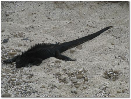 Galapagos Islands, Ecuador, Charles Darwin, Evolution