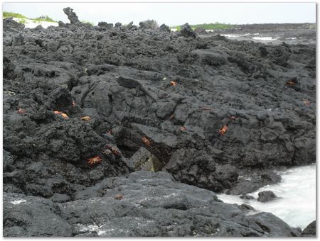 Galapagos Islands, Ecuador, Charles Darwin, Evolution