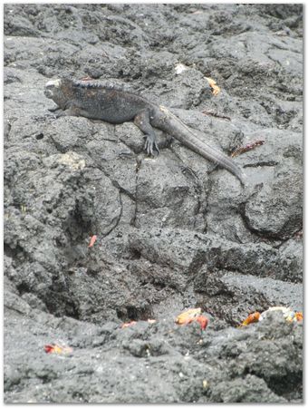 Galapagos Islands, Ecuador, Charles Darwin, Evolution