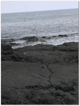 Galapagos Islands, Ecuador, Charles Darwin, Evolution