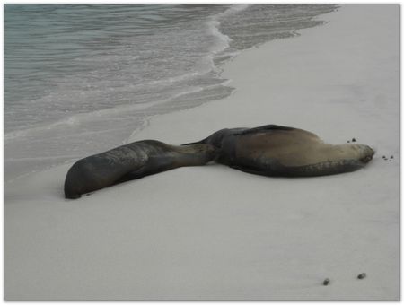 Galapagos Islands, Ecuador, Charles Darwin, Evolution