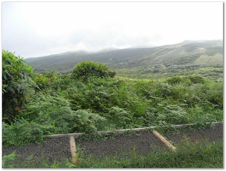 Galapagos Islands, Ecuador, Charles Darwin, Evolution