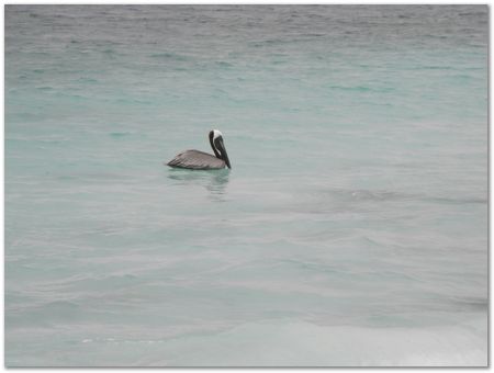 Galapagos Islands, Ecuador, Charles Darwin, Evolution