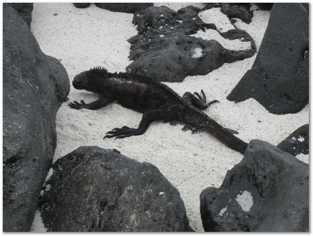 Galapagos Islands, Ecuador, Charles Darwin, Evolution