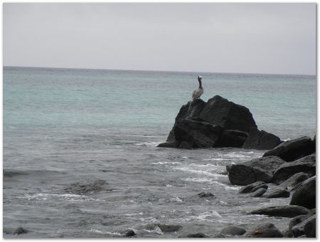 Galapagos Islands, Ecuador, Charles Darwin, Evolution