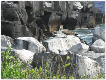 Galapagos Islands, Ecuador, Charles Darwin, Evolution