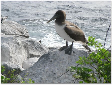 Galapagos Islands, Ecuador, Charles Darwin, Evolution