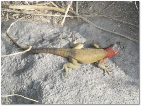 Galapagos Islands, Ecuador, Charles Darwin, Evolution