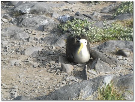 Galapagos Islands, Ecuador, Charles Darwin, Evolution