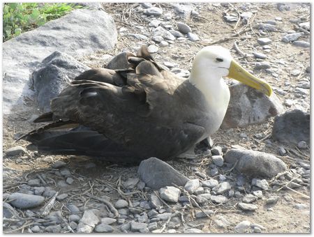 Galapagos Islands, Ecuador, Charles Darwin, Evolution