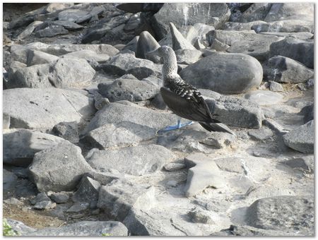 Galapagos Islands, Ecuador, Charles Darwin, Evolution