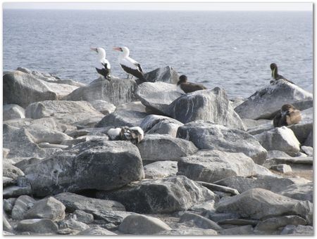 Galapagos Islands, Ecuador, Charles Darwin, Evolution