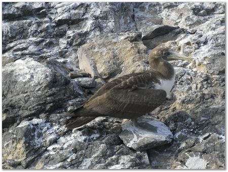 Galapagos Islands, Ecuador, Charles Darwin, Evolution