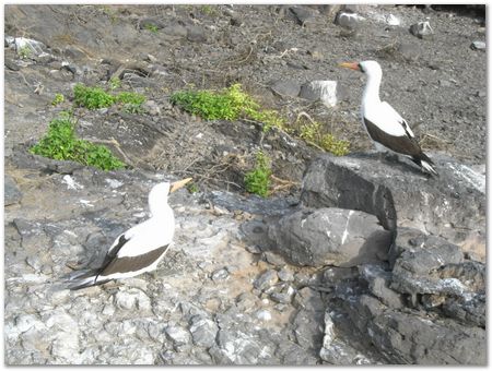 Galapagos Islands, Ecuador, Charles Darwin, Evolution