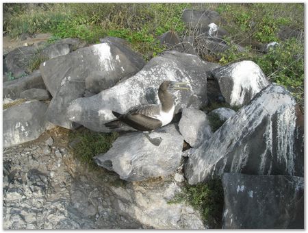 Galapagos Islands, Ecuador, Charles Darwin, Evolution