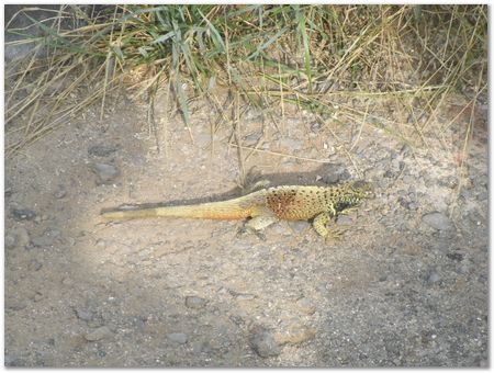 Galapagos Islands, Ecuador, Charles Darwin, Evolution