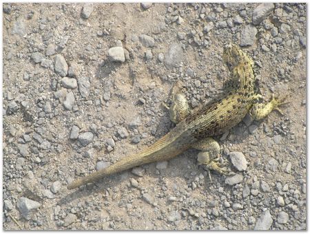 Galapagos Islands, Ecuador, Charles Darwin, Evolution