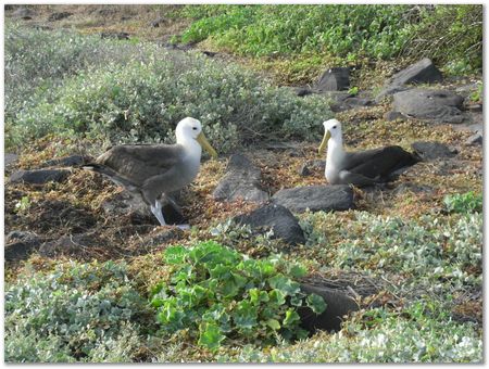 Galapagos Islands, Ecuador, Charles Darwin, Evolution