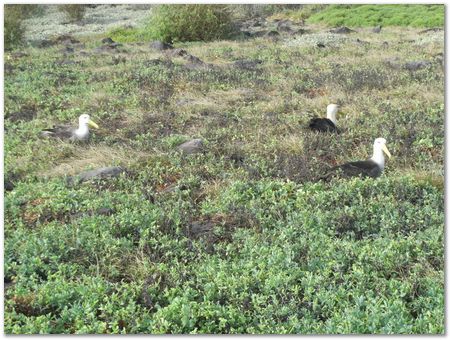 Galapagos Islands, Ecuador, Charles Darwin, Evolution