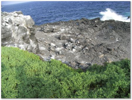 Galapagos Islands, Ecuador, Charles Darwin, Evolution