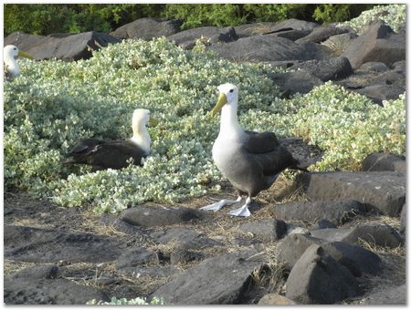 Galapagos Islands, Ecuador, Charles Darwin, Evolution