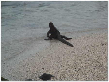 Galapagos Islands, Ecuador, Charles Darwin, Evolution