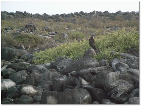 Galapagos Islands, Ecuador, Charles Darwin, Evolution