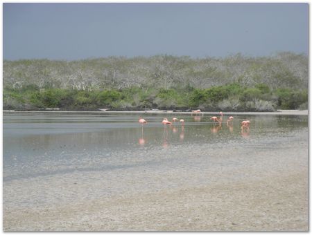 Galapagos Islands, Ecuador, Charles Darwin, Evolution